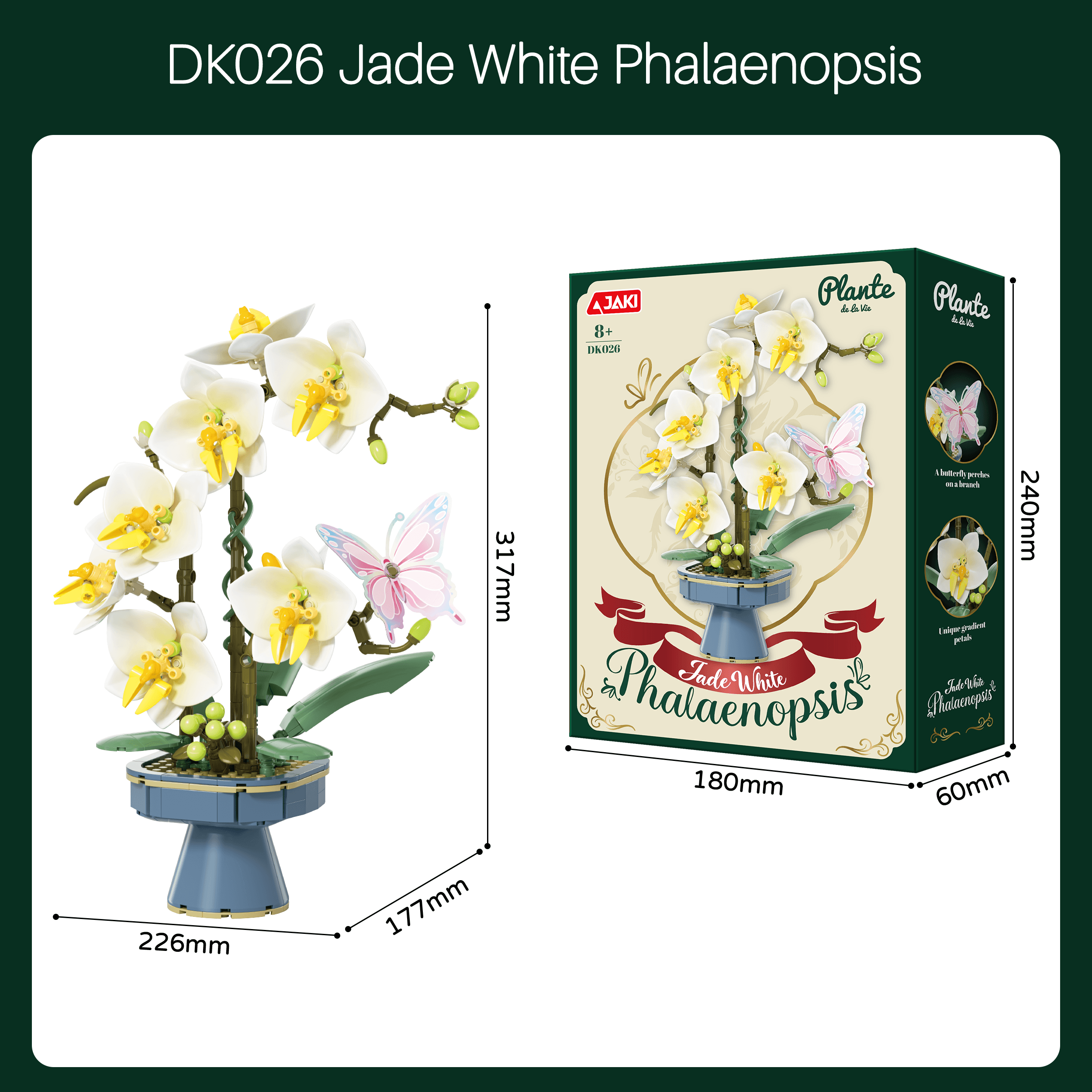 Qiong Bai – Phalaenopsis – English Factory Edition